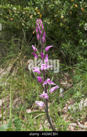 Red Helleborine Cephalanthera Rubra Vercors Nationalpark Frankreich Stockfoto