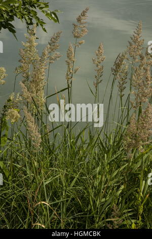 Rohrglanzgras Phalaris Arundinacea, in Blüte See. Stockfoto