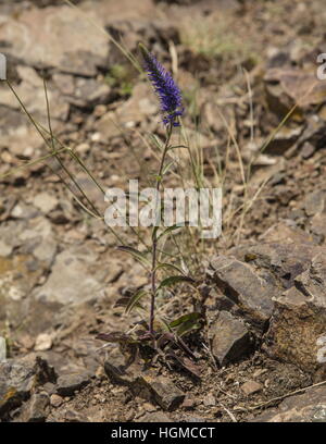 Dotierten Ehrenpreis Veronica Spicata Ssp Orchidea in Trockenrasen, Ungarn. Stockfoto