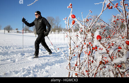 Sonnenbühl, Deutschland. 6. Januar 2017. Ulrich Breitenbuecher durchquert ein offenes Feld auf Skiern vorbei an wilden Heckenrosen in Sonnenbühl, Deutschland, 6. Januar 2017. Temperaturen im Bereich sank auf 25 Grad Celsius unter dem Gefrierpunkt, die kälteste Temperatur aufgezeichnet im deutschen Bundesland Baden-Württemberg. Foto: Thomas Warnack/Dpa/Alamy Live News Stockfoto