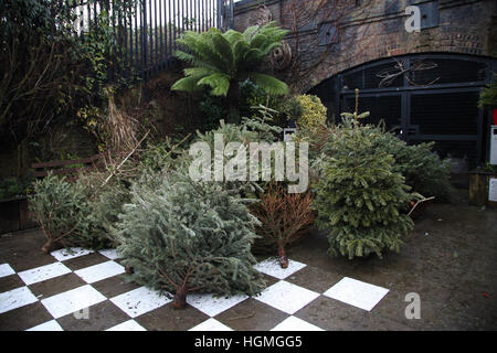 Harringay, London, UK. 11. Januar 2017. Anzahl der Weihnachten Tress in Gemeinschaftsgärten, Harringay für das recycling entsorgt. © Dinendra Haria/Alamy Live-Nachrichten Stockfoto