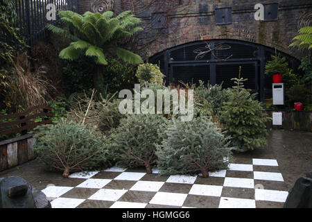 Harringay, London, UK. 11. Januar 2017. Anzahl der Weihnachten Tress in Gemeinschaftsgärten, Harringay für das recycling entsorgt. © Dinendra Haria/Alamy Live-Nachrichten Stockfoto