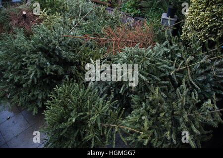 Harringay, London, UK. 11. Januar 2017. Anzahl der Weihnachten Tress in Gemeinschaftsgärten, Harringay für das recycling entsorgt. © Dinendra Haria/Alamy Live-Nachrichten Stockfoto