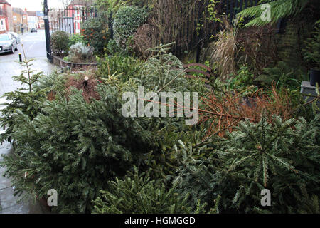 Harringay, London, UK. 11. Januar 2017. Anzahl der Weihnachten Tress in Gemeinschaftsgärten, Harringay für das recycling entsorgt. © Dinendra Haria/Alamy Live-Nachrichten Stockfoto