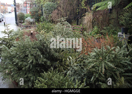 Harringay, London, UK. 11. Januar 2017. Anzahl der Weihnachten Tress in Gemeinschaftsgärten, Harringay für das recycling entsorgt. © Dinendra Haria/Alamy Live-Nachrichten Stockfoto