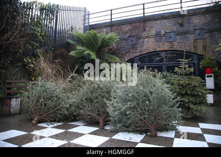 Harringay, London, UK. 11. Januar 2017. Anzahl der Weihnachten Tress in Gemeinschaftsgärten, Harringay für das recycling entsorgt. © Dinendra Haria/Alamy Live-Nachrichten Stockfoto