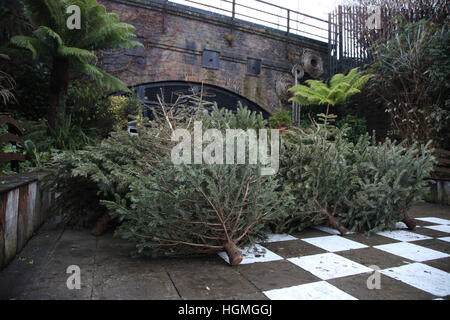 Harringay, London, UK. 11. Januar 2017. Anzahl der Weihnachten Tress in Gemeinschaftsgärten, Harringay für das recycling entsorgt. © Dinendra Haria/Alamy Live-Nachrichten Stockfoto