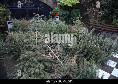 Harringay, London, UK. 11. Januar 2017. Anzahl der Weihnachten Tress in Gemeinschaftsgärten, Harringay für das recycling entsorgt. © Dinendra Haria/Alamy Live-Nachrichten Stockfoto