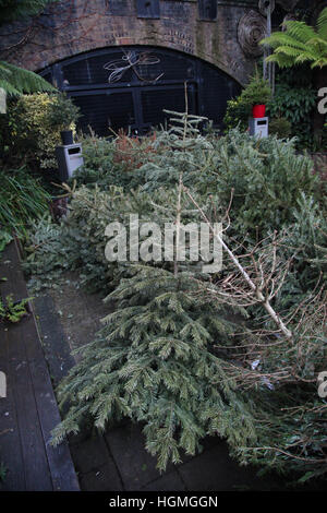 Harringay, London, UK. 11. Januar 2017. Anzahl der Weihnachten Tress in Gemeinschaftsgärten, Harringay für das recycling entsorgt. © Dinendra Haria/Alamy Live-Nachrichten Stockfoto