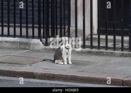 London, UK. 11. Januar 2017. Larry steht die Katze und Chief Mouser STUFENPLATZ Schwelle von Nr. 10 Downing Street. Bildnachweis: Amer Ghazzal/Alamy Live-Nachrichten Stockfoto