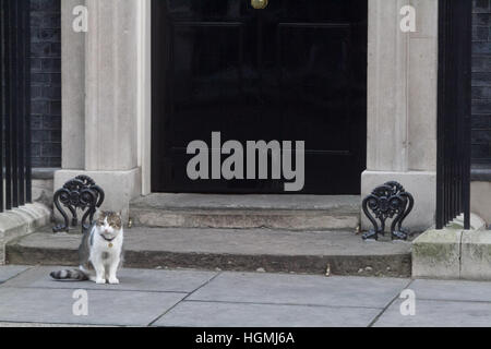 London, UK. 11. Januar 2017. Larry steht die Katze und Chief Mouser STUFENPLATZ Schwelle von Nr. 10 Downing Street. Bildnachweis: Amer Ghazzal/Alamy Live-Nachrichten Stockfoto