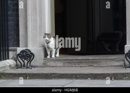 London, UK. 11. Januar 2017. Larry steht die Katze und Chief Mouser STUFENPLATZ Schwelle von Nr. 10 Downing Street. Bildnachweis: Amer Ghazzal/Alamy Live-Nachrichten Stockfoto