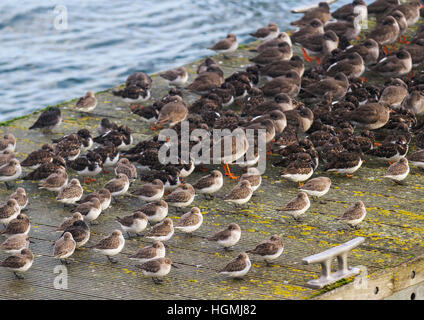 New Brighton, Cheshire, UK. 11. Januar 2017. UK Wetter: Rotschenkel, Sanderling und Alpenstrandläufer Zuflucht vor der Windstärke Misshandlung Ufer an der Küste von Wirral in New Brighton, Wallasey eingeblasen. Die Zuflucht auf diesem Abschnitt von einem Ponton auf die Meeres-See. Bildnachweis: MediaWorld Bilder/Alamy Live-Nachrichten Stockfoto