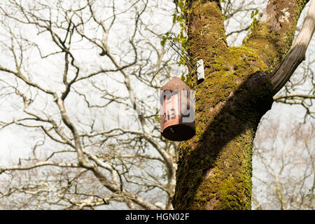 Keramiknistkasten, der an einem Baum im Killarney National Park, County Kerry, Irland, hängt Stockfoto