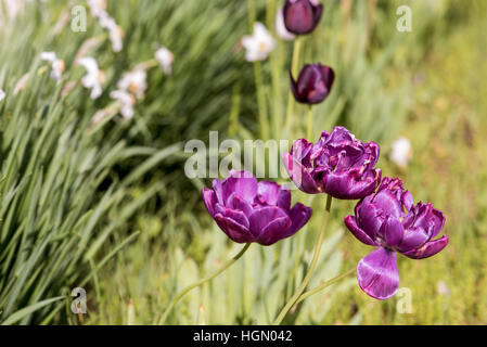 Lila Tulpe Garten in natürlichem Licht Stockfoto