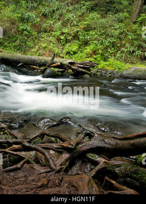 OREGON - Wurzeln entlang der Kante des Multnomah Creek oberhalb der Multnomah Falls Overlook in der Columbia River Gorge National Scenic Area. Stockfoto