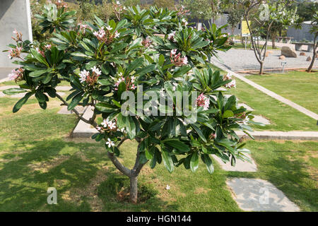 Das Temple Tree Pflanze Stockfoto