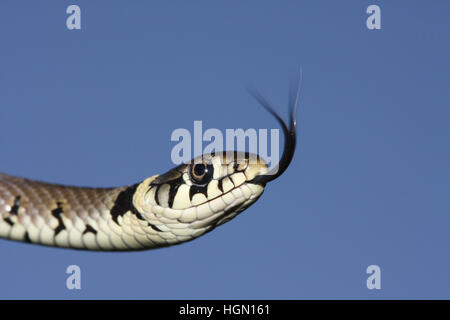 Ein Schuss in den Kopf von einer Ringelnatter (Natrix Natrix) Jagd nach Nahrung mit seiner Zunge stossen, Verkostung der Luft für seine Beute. Stockfoto