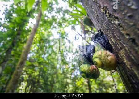 Riesen Baum Schnecke im Sinharaja Forest reserve, Sri Lanka; Specie Acavus Phoenix Familie von Acavidae Stockfoto