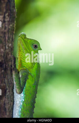 Buckel-gerochene Eidechse im Sinharaja Forest reserve, Sri Lanka; Specie Lyriocephalus Scutatus Familie der Agamidae Stockfoto