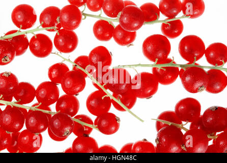 Rote Johannisbeeren Stockfoto