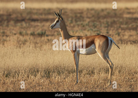 Ein Springbock in Kgalagadi Transfrontier National Park, Südafrika. Stockfoto