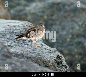 Meerstrandläufer Stockfoto