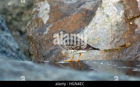 Meerstrandläufer Stockfoto