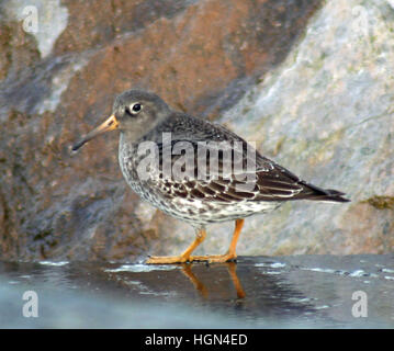 Meerstrandläufer Stockfoto