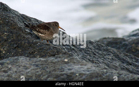 Meerstrandläufer Stockfoto