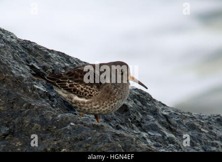 Meerstrandläufer Stockfoto