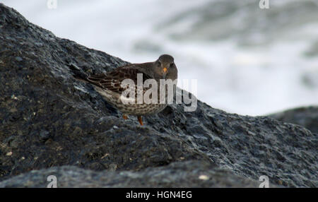 Meerstrandläufer Stockfoto