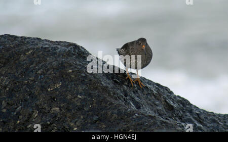 Meerstrandläufer Stockfoto