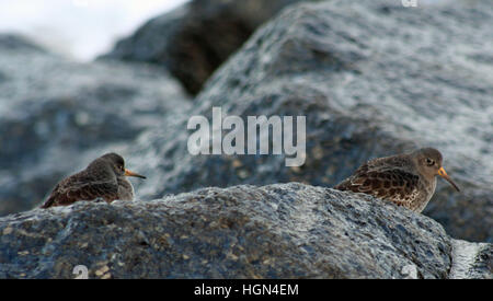 Lila Sandpiper paar auf den Felsen Stockfoto