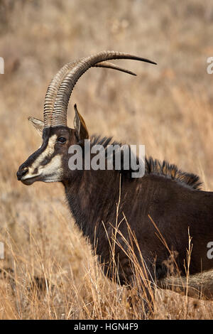 Ein Stier Rappenantilope fotografiert in einem Wildreservat in Südafrika. Stockfoto