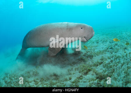 Dugong Dugon - füttert eine mittlere Meeressäuger der Ordnung Sirenia in der seichten Meeres Rasenfläche im Roten Meer. Stockfoto