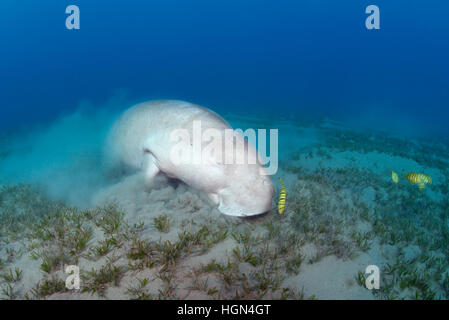 Dugong Dugon - füttert eine mittlere Meeressäuger der Ordnung Sirenia in der seichten Meeres Rasenfläche im Roten Meer. Stockfoto