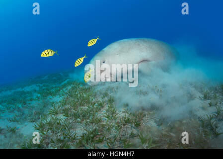 Dugong Dugon - füttert eine mittlere Meeressäuger der Ordnung Sirenia in der seichten Meeres Rasenfläche im Roten Meer. Stockfoto