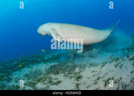 Dugong Dugon - ist eine mittlere Meeressäuger der Ordnung Sirenia über die seichten Meeres Grasfläche im Roten Meer schwimmen. Stockfoto