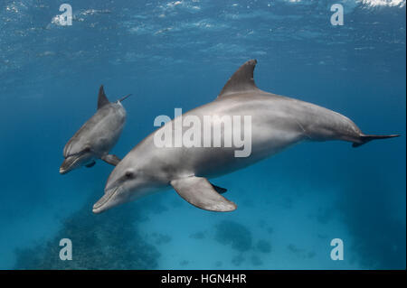 Ein paar wilde Indo-Pazifik Tümmler (Tursiops Aduncus) spielt vor der Kamera unter Wasser Stockfoto