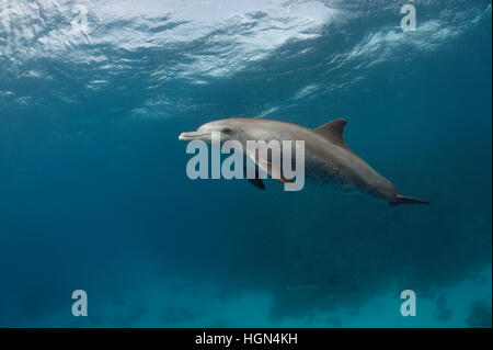 Wilde Indo-Pazifik Tümmler Dolphin(Tursiops aduncus) schwimmt an der Kamera Stockfoto