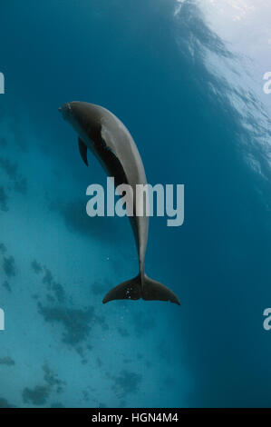 Wilde Indo-Pazifik große Tümmler (Tursiops Aduncus) ist vor der Kamera spielen. Stockfoto