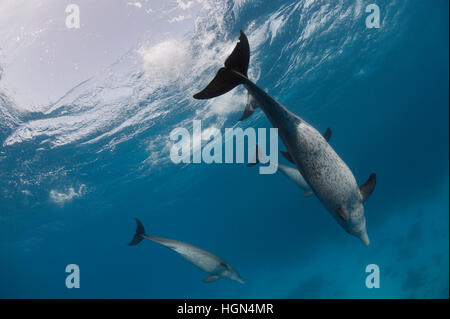 Mehrere wilde Indopazifischen Großen Tümmler (Tursiops aduncus) schwimmen frei im klaren, blauen Wasser des Roten Meeres Stockfoto