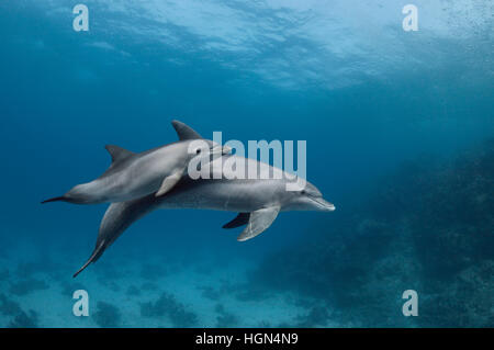 Zwei wilde Indo-Pazifik Tümmler (Tursiops Aduncus) - Mutter und Baby sind Schwimmen im kristallklaren Wasser des Meeres Stockfoto