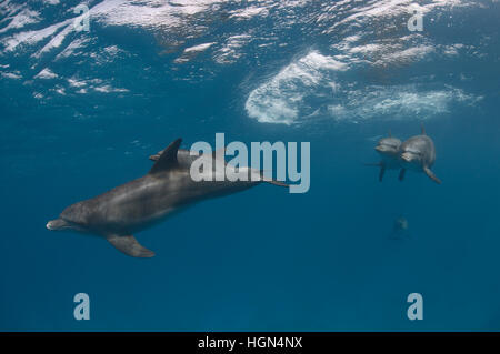 Eine Gruppe von wilden Indo-Pazifik Tümmler (Tursiops Aduncus) ist neben der Oberfläche in den klaren blauen Gewässern schwimmen. Stockfoto