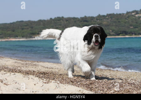 Landseer Hund / Erwachsenen laufen am Strand Strände am Meer Sand Sommer Sonne heiß Urlaub Ferien Profil Stockfoto