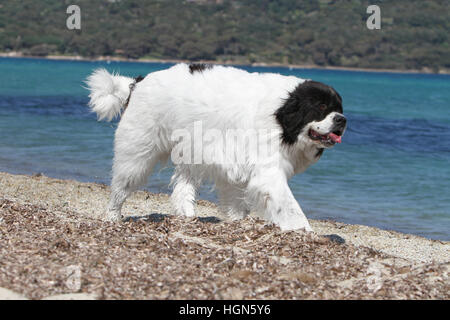 Landseer Hund / Erwachsenen laufen am Strand Strände am Meer Sand Sommer Sonne heiß Urlaub Ferien Profil Stockfoto