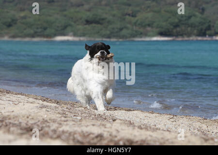 Landseer Hund / Erwachsenen laufen am Strand Strände am Meer Sand Sommer Sonne heiß Urlaub Ferien Profil Stockfoto