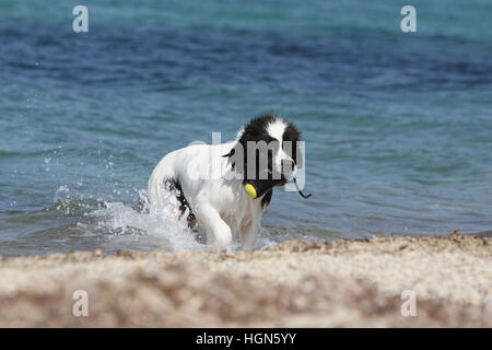 Landseer Hund / Erwachsenen laufen am Strand Strände am Meer Sand Sommer Sonne heiß Urlaub Ferien Profil Stockfoto