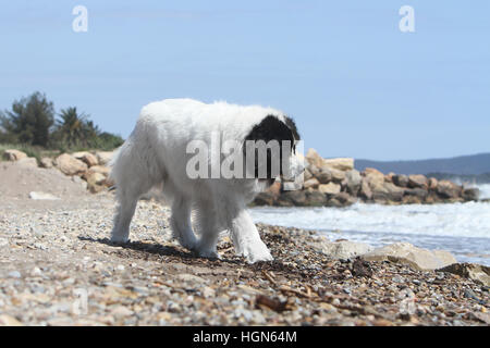 Landseer Hund / Erwachsenen laufen am Strand Strände am Meer Sand Sommer Sonne heiß Urlaub Ferien Profil Stockfoto